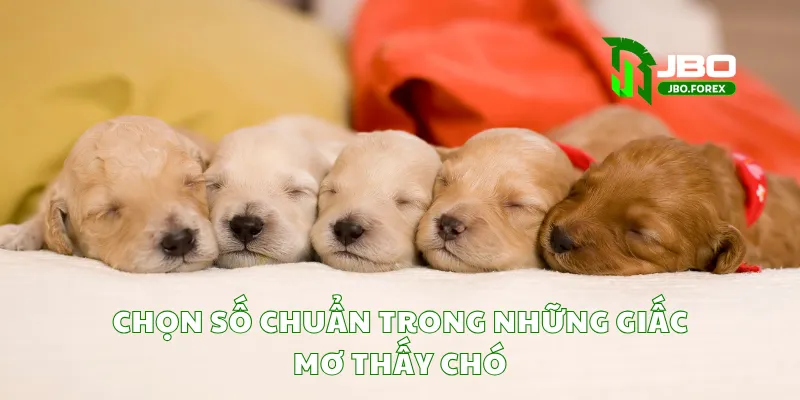 Chọn số chuẩn trong những giấc mơ thấy chó
