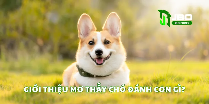 Giải mã giấc mơ thấy chó và các con số liên quan