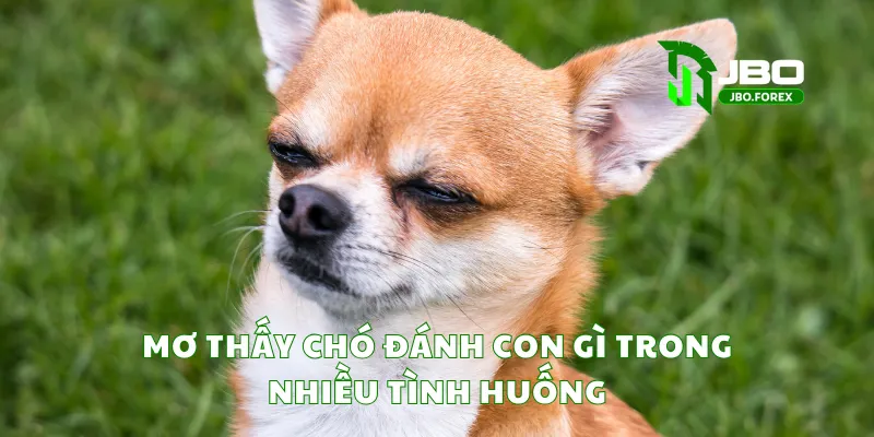 Mơ thấy chó đánh con gì trong nhiều tình huống
